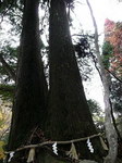 夫婦杉