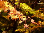 鞍馬の紅葉2